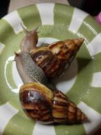 Afrikaanse reuzenslakken fulica, Dieren en Toebehoren, April, Meerdere dieren