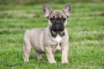 Franse Bulldog pups te koop beschikbaar voor biedingen