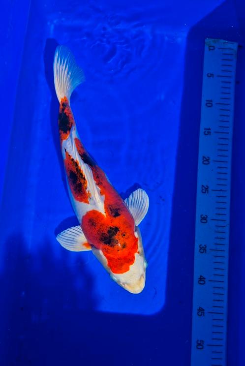 Prachtige Japanse Koi met groei potentie !!!, Dieren en Toebehoren, Vissen | Vijvervissen, Karper of Koi