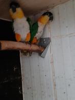Koppel zwartkop caiques, Dieren en Toebehoren, Vogels | Parkieten en Papegaaien, Meerdere dieren, Parkiet, Geringd