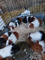 Te koop jonge cavia's, Meerdere dieren, Cavia, Tam