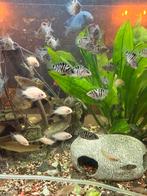 Albino Zebracichlide/Zebracichlide, Ophalen, Nieuw, Gevuld zoetwateraquarium