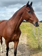KWPN Ster merrie – eerlijke, energieke merrie, Dieren en Toebehoren, Paarden, Merrie, Ontwormd, 160 tot 165 cm, 11 jaar of ouder
