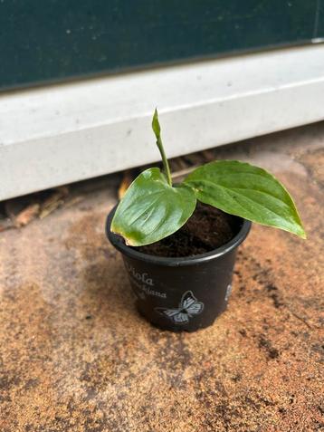 Gratis Lepelplantje - Luchtzuiverend! beschikbaar voor biedingen