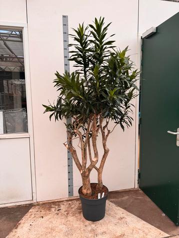 Dracena Reflexa - Meerstammig - 210/230cm beschikbaar voor biedingen