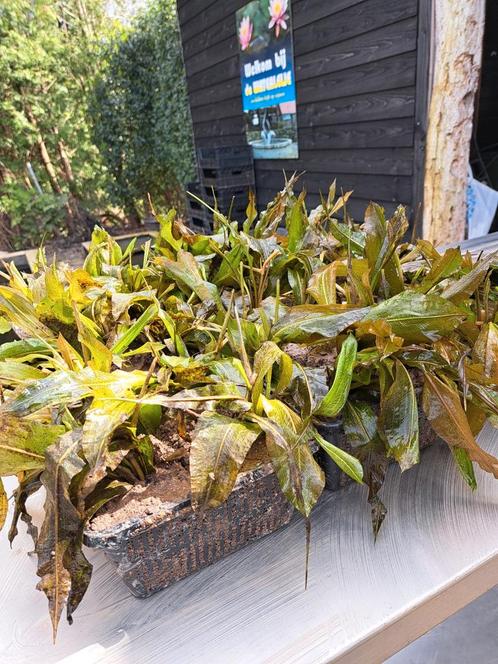 Zuurstofplanten Glanzend fonteinkruid. Potamogeton lucens., Tuin en Terras, Vijvers, Zo goed als nieuw, Ophalen