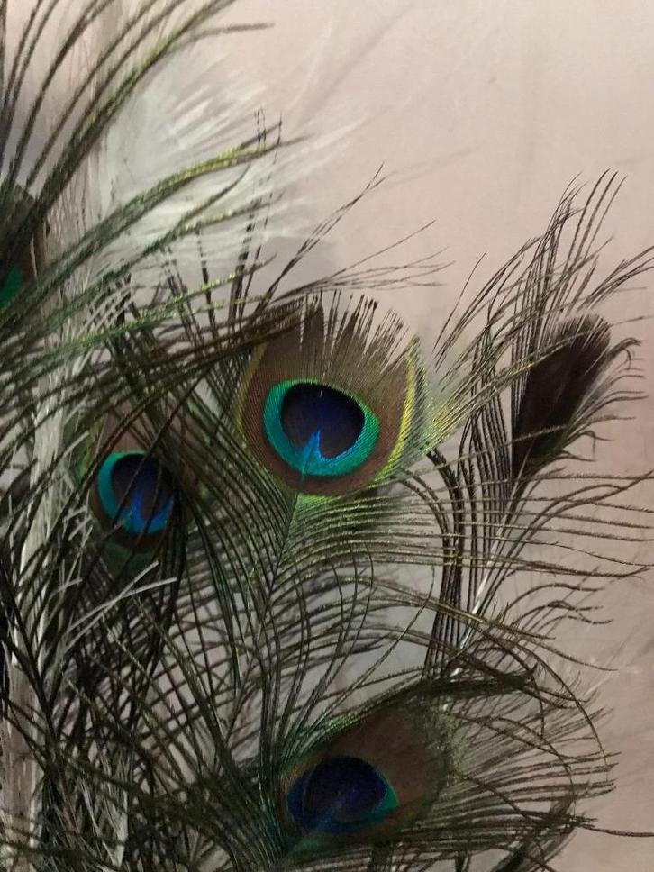 pauwen veren, Huis en Inrichting, Woonaccessoires | Droogbloemen, Zo goed als nieuw, Ophalen