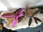 Tradescantia pink stripe, Huis en Inrichting, Kamerplanten, Ophalen of Verzenden, Overige soorten, Minder dan 100 cm