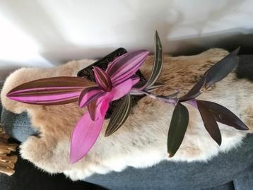 Tradescantia pink stripe  beschikbaar voor biedingen