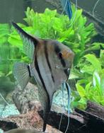 Maanvissen XXL | Wildkleur | Pterophyllum Scalare, Vis, Zoetwatervis