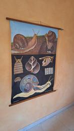 Oude schoolplaat 'De wijngaardslak', Antiek en Kunst, Antiek | Schoolplaten, Ophalen of Verzenden, Natuur en Biologie