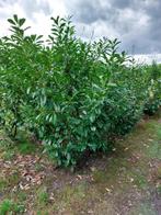 Prunus Laurier Novita en Rotundifolia, Ophalen, Laurier, 100 tot 250 cm