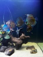 Discussen + bijvissen, Dieren en Toebehoren, Vissen | Aquariumvissen, Vis