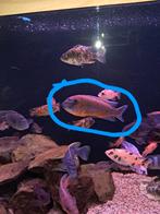 Labeotropheus Malawi, Vis