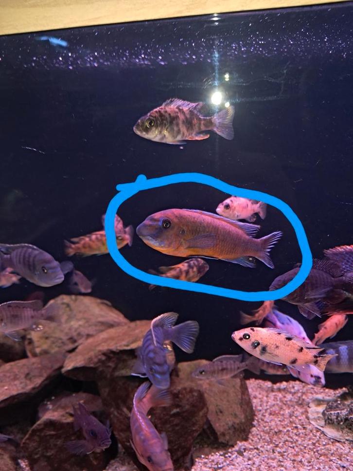 Labeotropheus Malawi, Dieren en Toebehoren, Vissen | Aquariumvissen, Vis