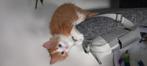 Turkse angora, Dieren en Toebehoren, Poes
