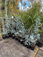 Eucalyptus 2 soorten gunny hoog 75/100 pst 9,95, Volle zon, Vaste plant, Zomer, Ophalen