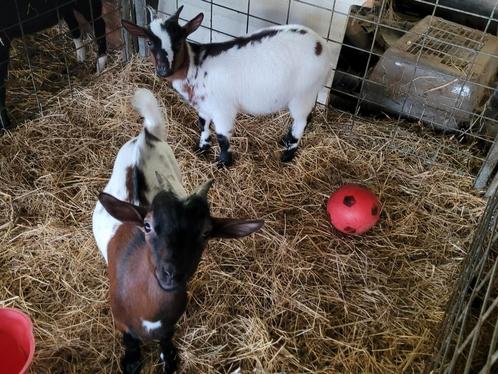 2 lieve Dwerggeit bokjes Buurman en Buurman, Dieren en Toebehoren, Schapen, Geiten en Varkens, Geit, Mannelijk, 0 tot 2 jaar