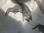 Kittens, Dieren en Toebehoren, Katten en Kittens | Raskatten | Korthaar, Meerdere dieren, Ontwormd, 0 tot 2 jaar