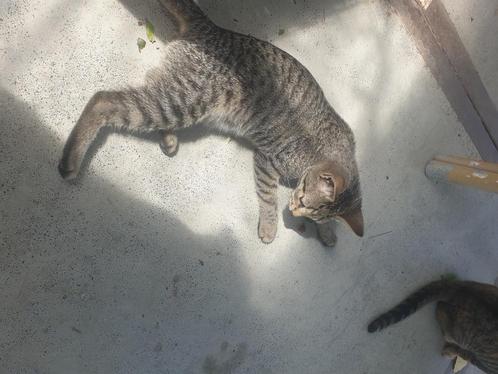 Kittens, Dieren en Toebehoren, Katten en Kittens | Raskatten | Korthaar, Meerdere dieren, 0 tot 2 jaar, Ontwormd