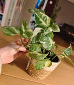 Scindapsus epipremnum Njoy, Ophalen, Halfschaduw, Minder dan 100 cm