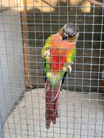 Koppel pyrrhura, Dieren en Toebehoren, Vogels | Parkieten en Papegaaien, Meerdere dieren, Parkiet