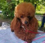 Toypoedel in Antwerpen, Dieren en Toebehoren, Honden | Chihuahua's en Gezelschapshonden, Poedel, België, Particulier, Reu