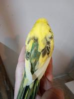 Jonge grasparkiet man. Om tam te maken, Mannelijk, Parkiet, Tam