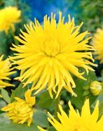 Dahlia, Ophalen of Verzenden, Volle zon, Knol