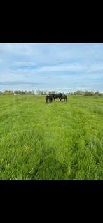 Zomerweide aangeboden voor 1of 2 jarige merrie, Dieren en Toebehoren, Stalling en Weidegang, Weidegang