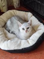 Britse Korthaar Kittens, Dieren en Toebehoren, Katten en Kittens | Raskatten | Korthaar, Meerdere dieren, Ontwormd, 0 tot 2 jaar