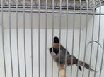 Zilveroor nachtegalen., Dieren en Toebehoren, Vogels | Overige Vogels, Meerdere dieren