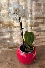 Phalanopsis orchidee wit in pot, Huis en Inrichting, Kamerplanten, Overige soorten, In pot, Minder dan 100 cm, Bloeiende kamerplant