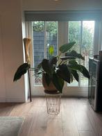 grote xxl plant, Ophalen, Vaste plant, Overige soorten, Halfschaduw