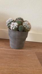 Cactus, Huis en Inrichting, Kamerplanten, Cactus, Minder dan 100 cm, In pot, Bloeiende kamerplant