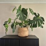 Grote Monstera kamerplant, Huis en Inrichting, Kamerplanten, Ophalen, 100 tot 150 cm, Overige soorten, In pot