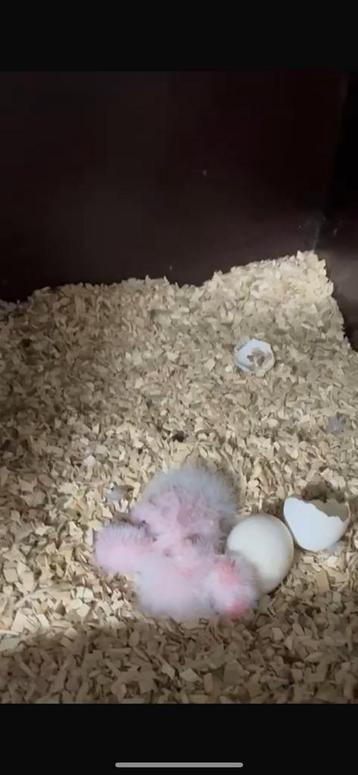 Jonge zwartkop caique’s beschikbaar voor biedingen