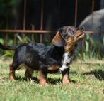Nog 1 teefje!2 klblijvende "DORKIES"(YorkTerrierxdwrgtekkel), Dieren en Toebehoren, Nederland, Overige rassen, CDV (hondenziekte)