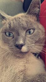 Gouden mand gezocht gecastreerde kater, Dieren en Toebehoren, Kater