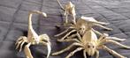 Dieren skeletten, Ophalen of Verzenden, Nieuw, Reptiel of Amfibie, Overige typen