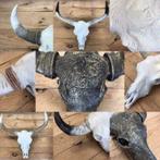 Buffelschedels , Skulls , Longhorn , hoorns , bison schedels, Ophalen of Verzenden, Nieuw