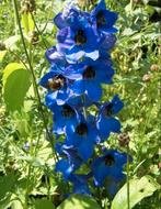 Zaden Ridderspoor blauw-wit mix - Delphinium Imperial mix, Verzenden, Voorjaar, Volle zon, Zaad