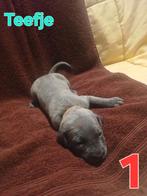 Cane corso pups, Dieren en Toebehoren, Overige rassen, 8 tot 15 weken, Meerdere, Meerdere dieren