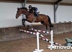 Werelds vermogen 6 jr groene Kannan ruin *oefen parcours*, Dieren en Toebehoren, Paarden, Springpaard, Gechipt, Ruin, Zadelmak
