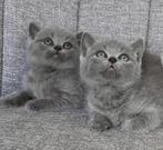 Britse korthaar kittens, Dieren en Toebehoren, Katten en Kittens | Raskatten | Korthaar, Meerdere dieren, Ontwormd