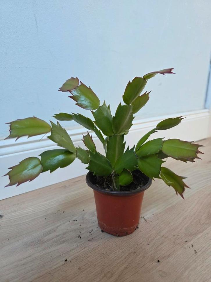 Lidcactus Roze - Kamerplant, Huis en Inrichting, Kamerplanten, Cactus, Minder dan 100 cm, Bloeiende kamerplant, Halfschaduw, In pot