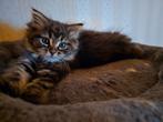 Te koop mainecoon kitten, Dieren en Toebehoren, Katten en Kittens | Raskatten | Langhaar, Kater, Gechipt
