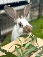 Lotharinger Groot Ram, Dieren en Toebehoren, Mannelijk, Groot