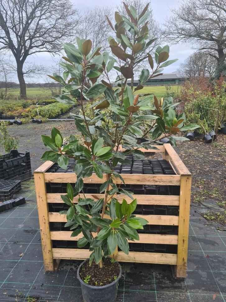 Magnolia Grandiflora - exclusieve groenblijvende magnolia, Tuin en Terras, Planten | Struiken en Hagen, Struik, Overige soorten