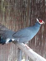 Blauwe Oorfazanten. 2025, Dieren en Toebehoren, Meerdere dieren, Overige soorten